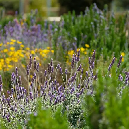 La Pietra Maisonettes